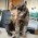 Minka, eine Katze in Selm-Bork wird vermisst