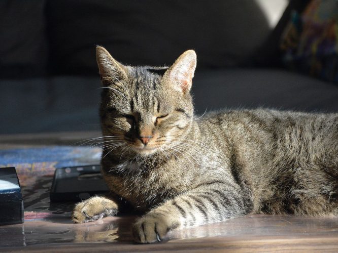 Koda und Bounty, ein Dreamteam