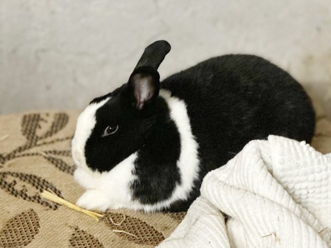 Ein schwarz-weißes Kaninchen sitzt auf einer Decke