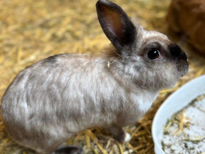 Vollportrait eines grauen Kaninchens im Profil