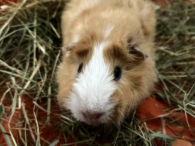 Braunes Meerschweinchen mit weißer Blässe