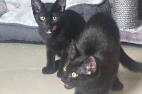 Hazel mit Fina, Moos und Elian suchen ihr Glück